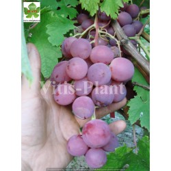 Lada T.   (Łada T.)  / Лада Т.   - SO4