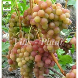 Rozmuz  / Розмус   - SO4