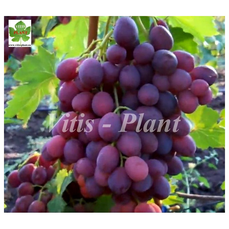 Sirieniewyj Tuman (Liliowa mgła)  / Сиреневый туман