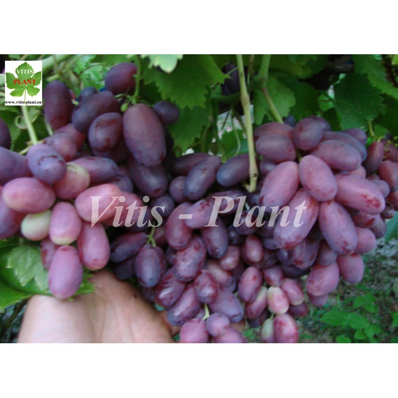 Rizausz  / Ризауш    - SO4