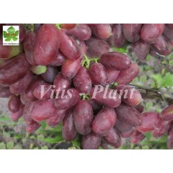 Rizausz  / Ризауш    - SO4