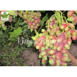 Rizausz  / Ризауш    - SO4