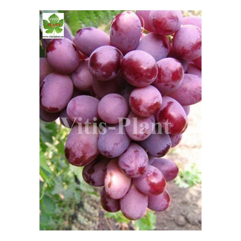 Bordowa Mantia  (Bordowyj)  /  Бордова Мантия  -SO4