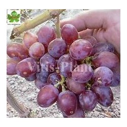 Bordowa Mantia  (Bordowyj)  /  Бордова Мантия  -SO4