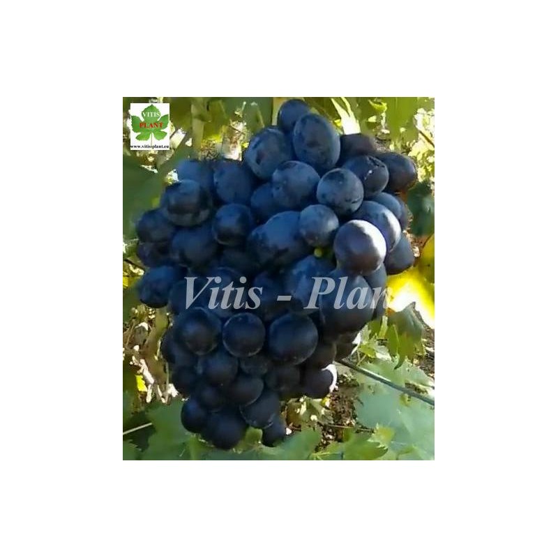 Czernaja wdowa  / Чёрная вдова     SO4