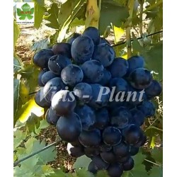 Czernaja wdowa  / Чёрная вдова     SO4