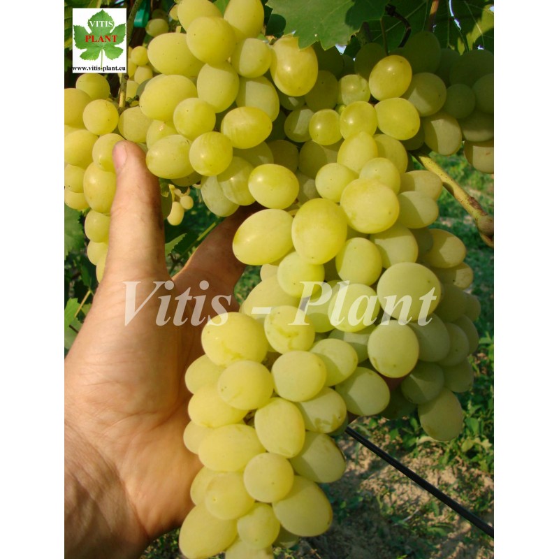 Kiszmisz Koktajl / Кишмиш Коктейль  - SO4