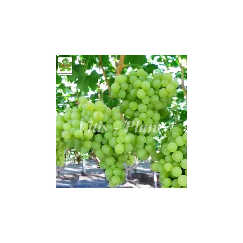 Kiszmisz Zołotce / Кишмиш Золотце  - SO4