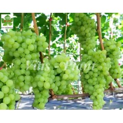 Kiszmisz Zołotce / Кишмиш Золотце  - SO4