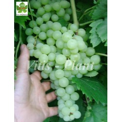 Kiszmisz Zołotce / Кишмиш Золотце  - SO4