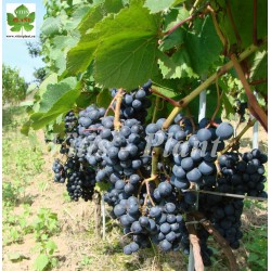 Marquette        - SO4