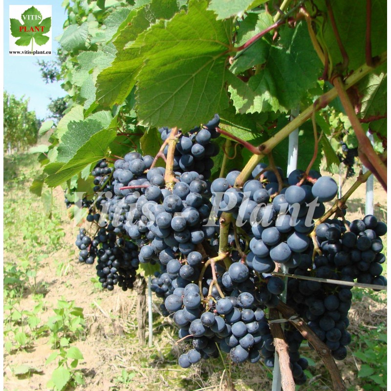 Marquette        - SO4