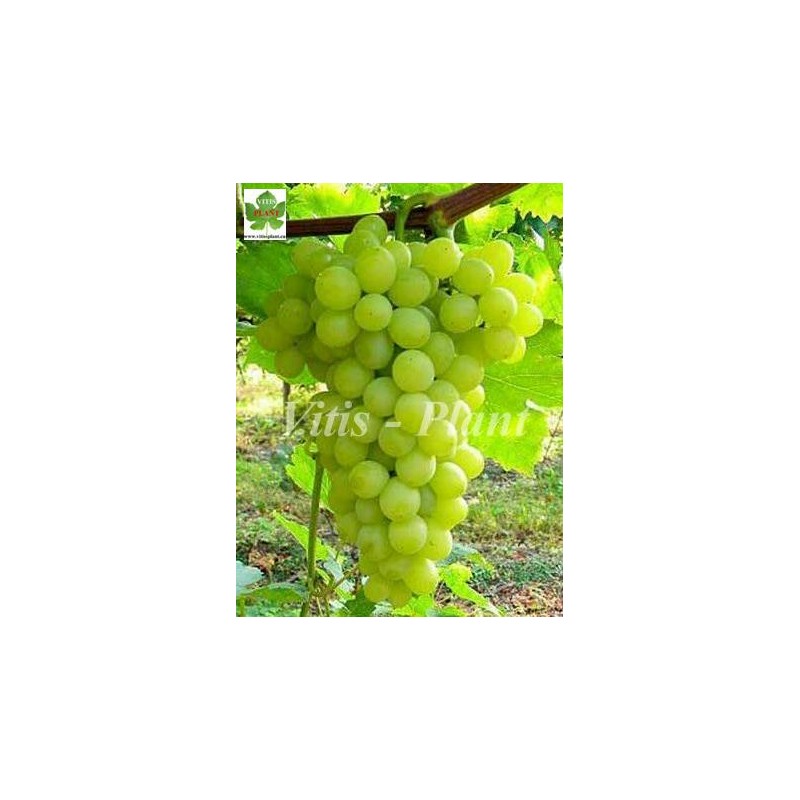 Albina   / Альбина      -  SO4