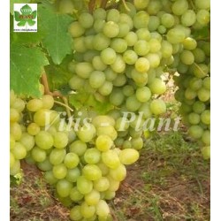 Albina   / Альбина      -  SO4