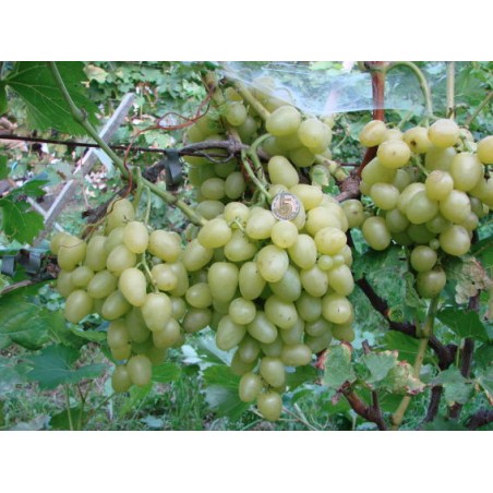 Arkadia / Аркадия 5BB