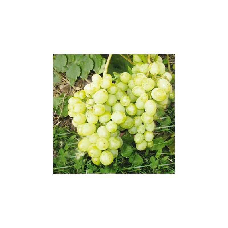 Ladannyj 2  /  Ładannyj 2 / Ладанный 2  - SO4