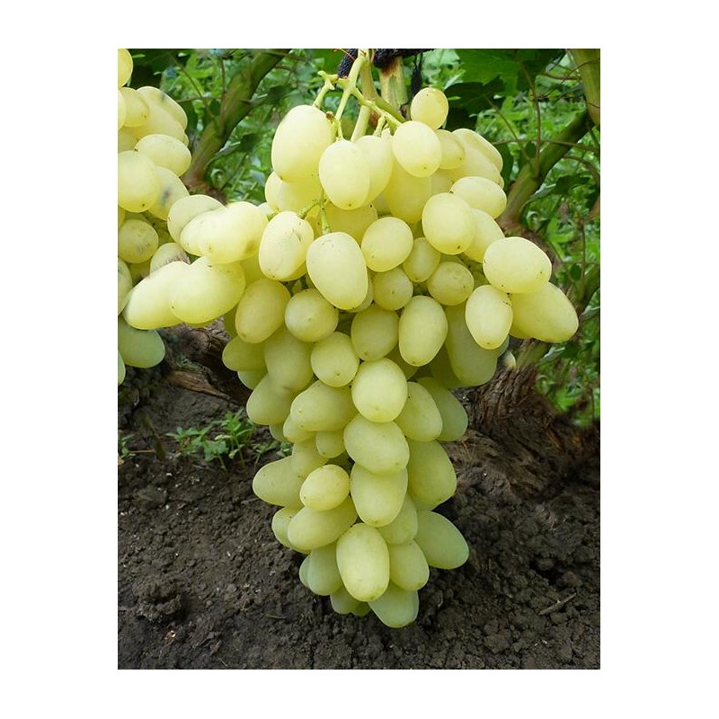 Arkadia Rannaja /  Аркадия Ранняя