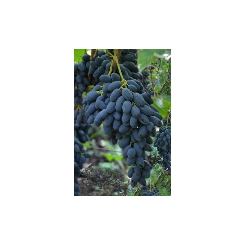 Atos  / Атос    - SO4