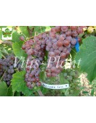 Odrůdy pro výrobu bílých vín