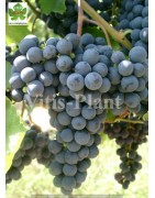 Odrůdy pro výrobu červených vín
