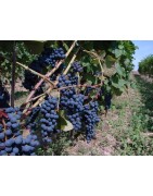 Variedades para a produção de vinho