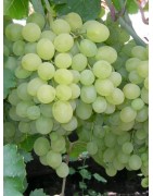Table Grapes seedless