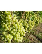 PIANTE DISPONIBILI ATTUALMENTE- Aggiornato sistematicamente