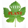 Vitis Plant