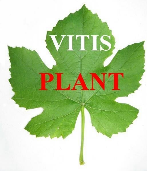 Vitis Plant