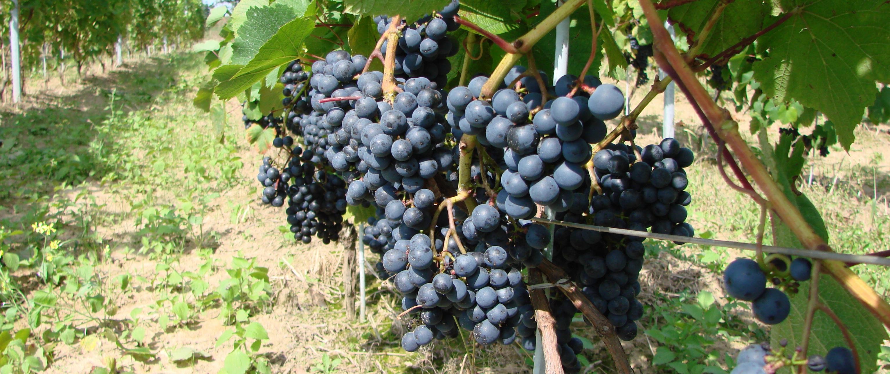 Vitis-Plant